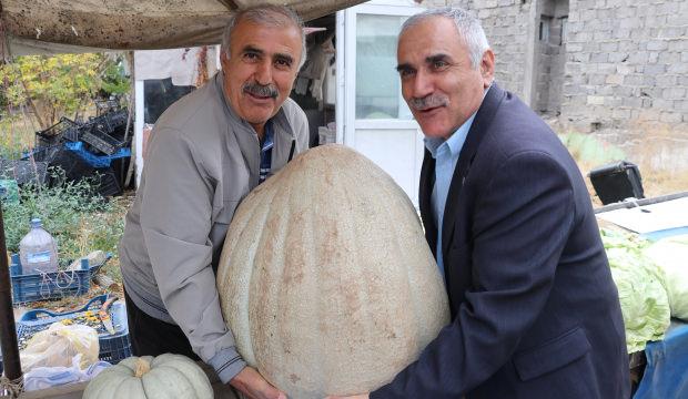 Devasa kabağın kilosunu öğrenince sevinçten havalara uçtu