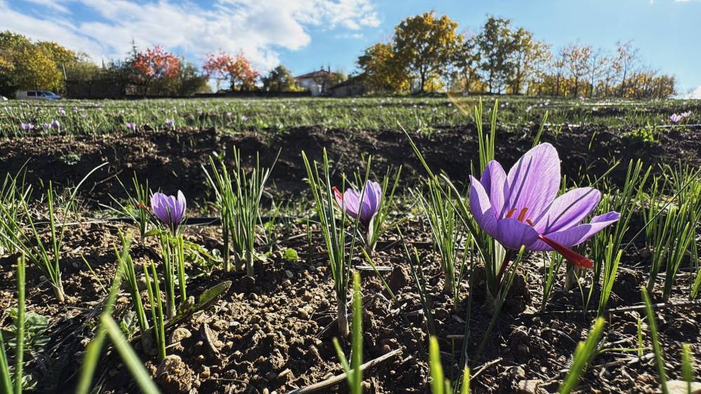 UNESCO Dünya Miras Listesinde yer alan Karabük'ün Safranbolu ilçesinde yetişen safran