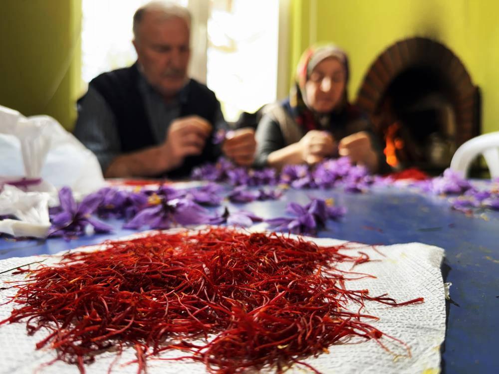Toplanan ve tek tek ayıklanan safran
