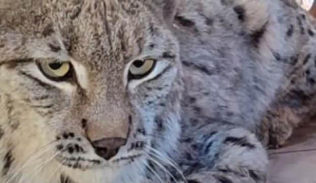 Su kanalına düşen vaşak kurtarılıp, bakıma alındı