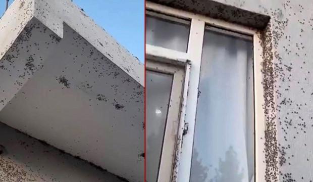 Yer: Siirt! 6 köyü istila ettiler... Vatandaş camını bile açamıyor