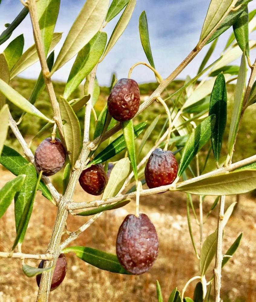 İzmir'in Karaburun ilçesinde, bölgenin iklim şartına bağlı olarak kendiliğinden olgunlaşan Furma Zeytini
