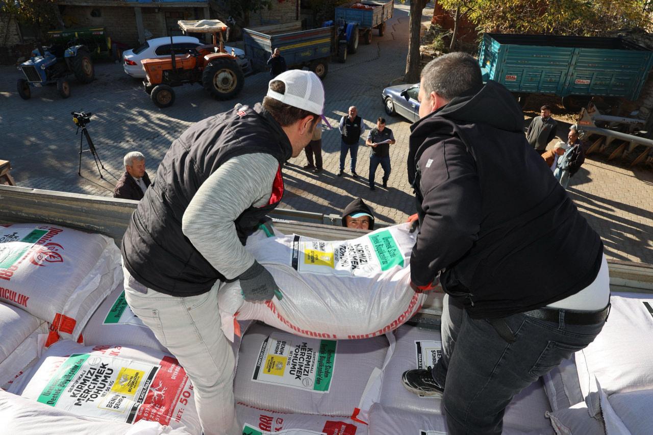 Mercimek tohumları dağıtılıyor.