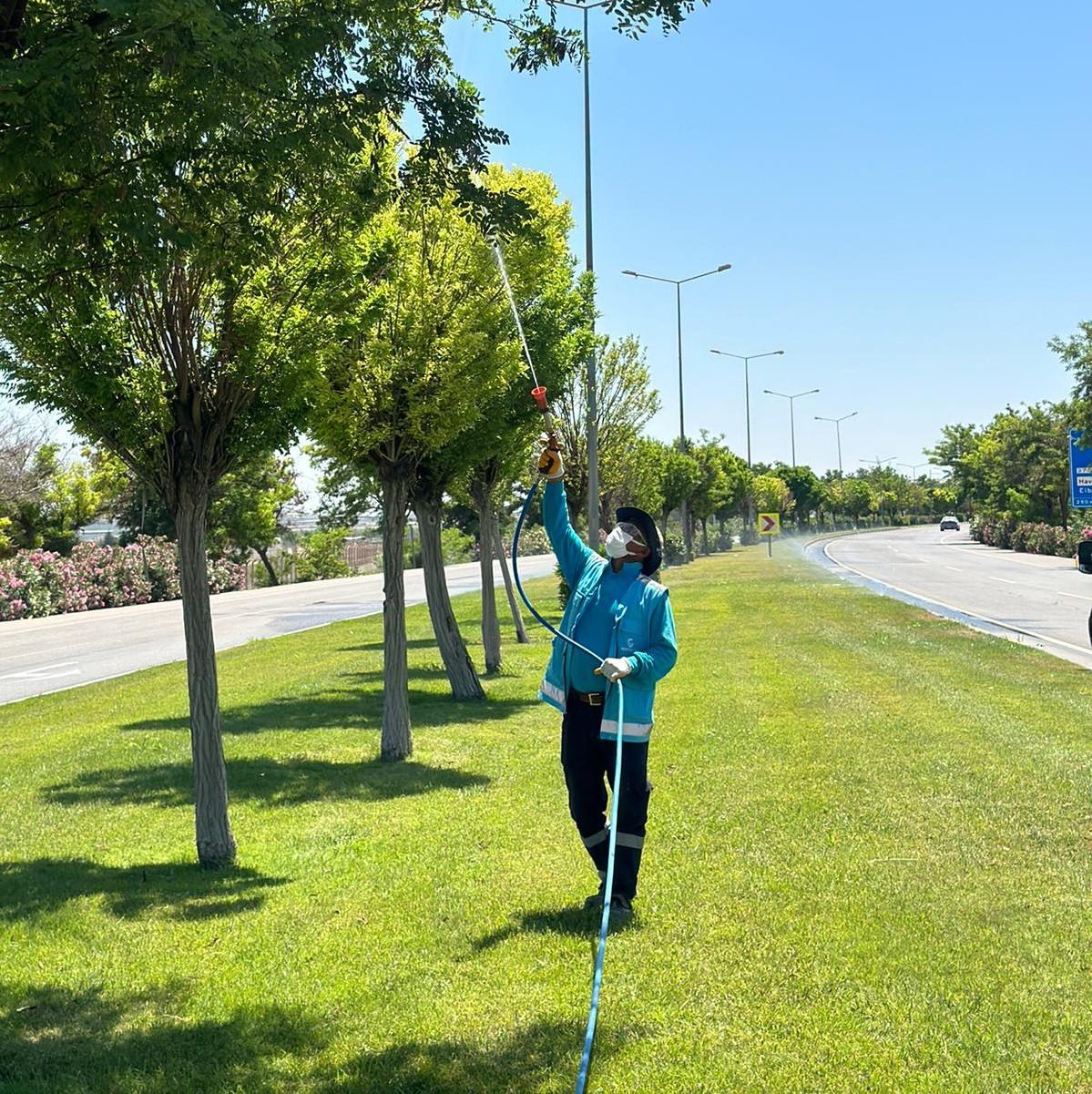 Üvezle mücadele sürüyor.