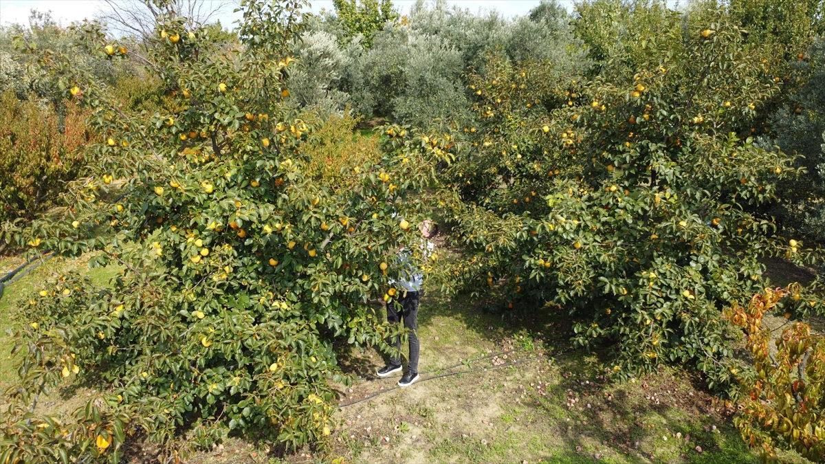 Sabri Özkan'a ait hurma bahçesi.