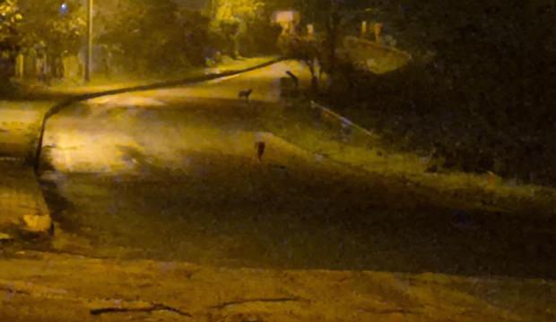 Çakallar şehir merkezini mesken tuttu