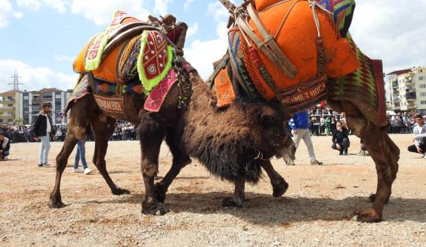 Denizli'de deve güreşleri 'şap hastalığına' takıldı