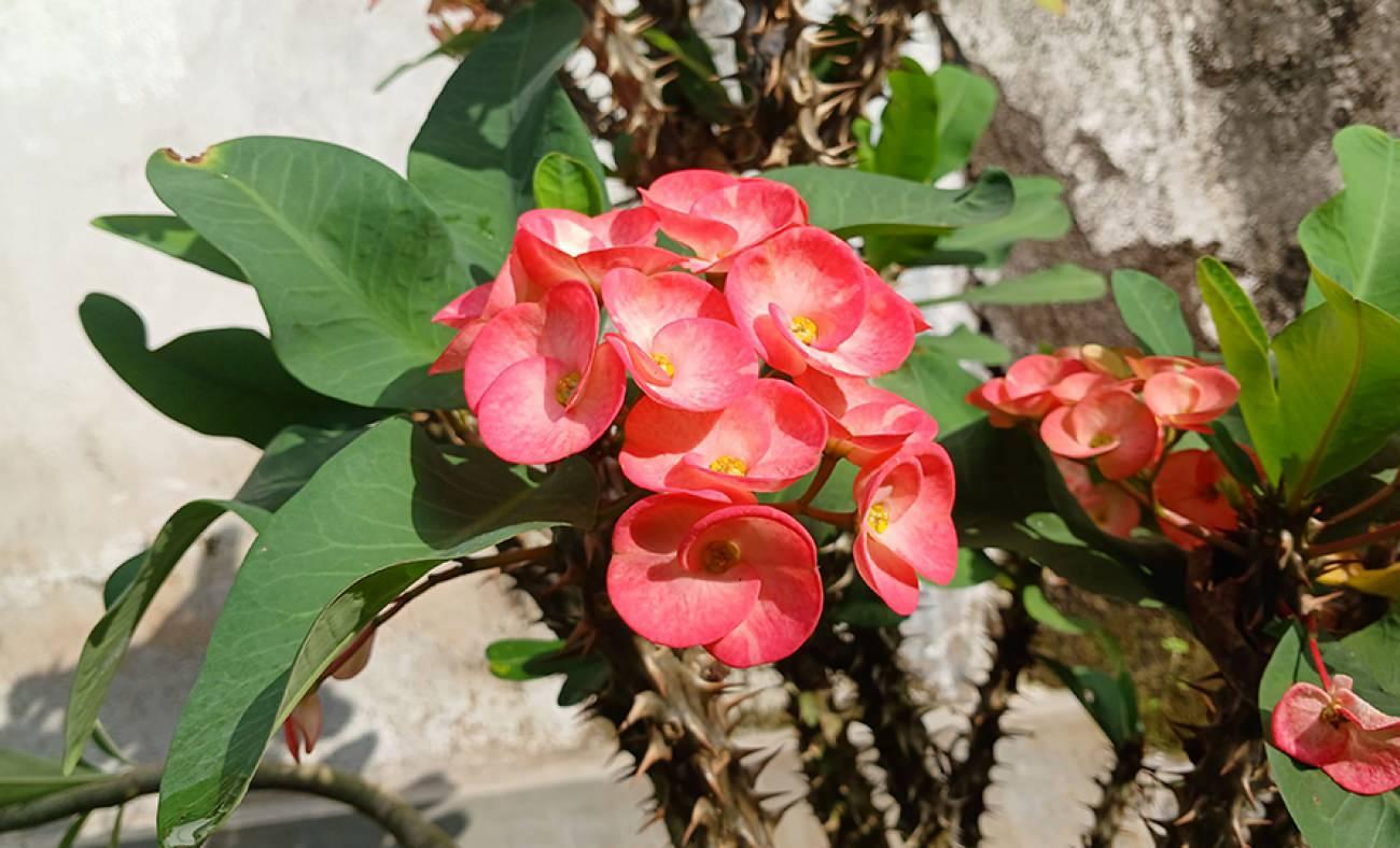 Evde Diken Tacı çiçeği bakımı ve kolay çoğaltma teknikleri