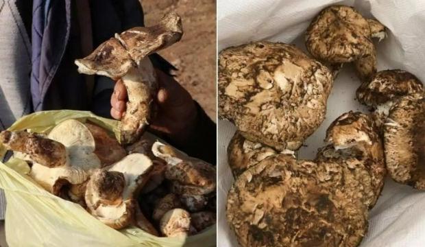 Japonya’nın şifa deposu sedir mantarı!