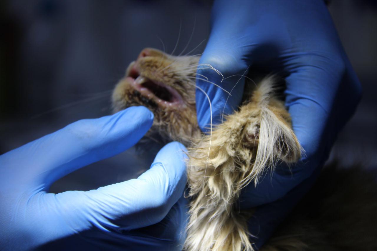 Kasım'da 5 farklı virüs görüldü