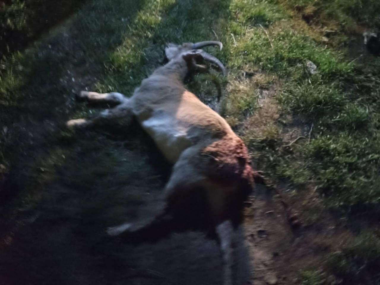 Koruma altında olan ve öldürülen yaban keçisi. 