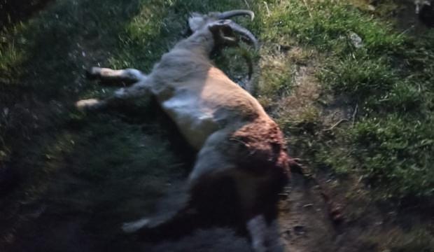 Konya'da kaçak yaban keçisi avına ocak söndüren ceza!