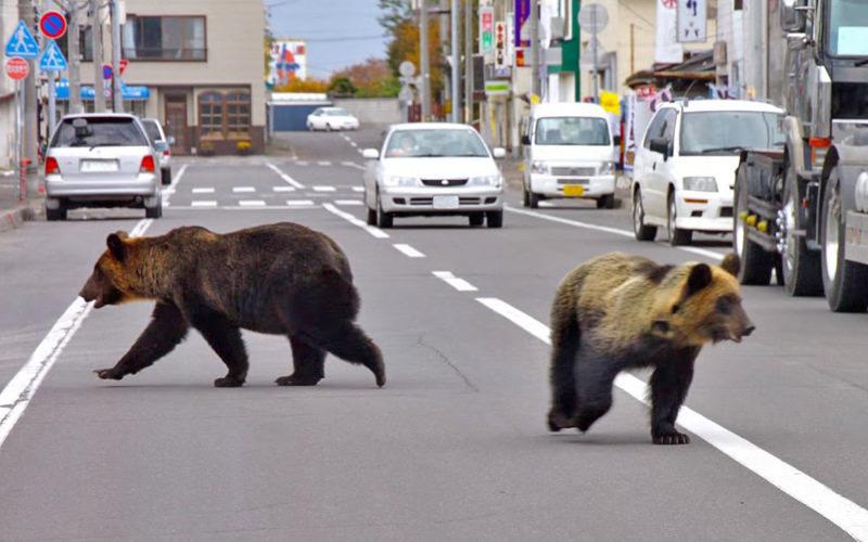 Şehirde görüntülenen ayılar