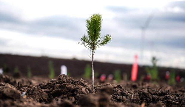 11 Kasım Milli Ağaçlandırma Günü'nde çifte rekor!