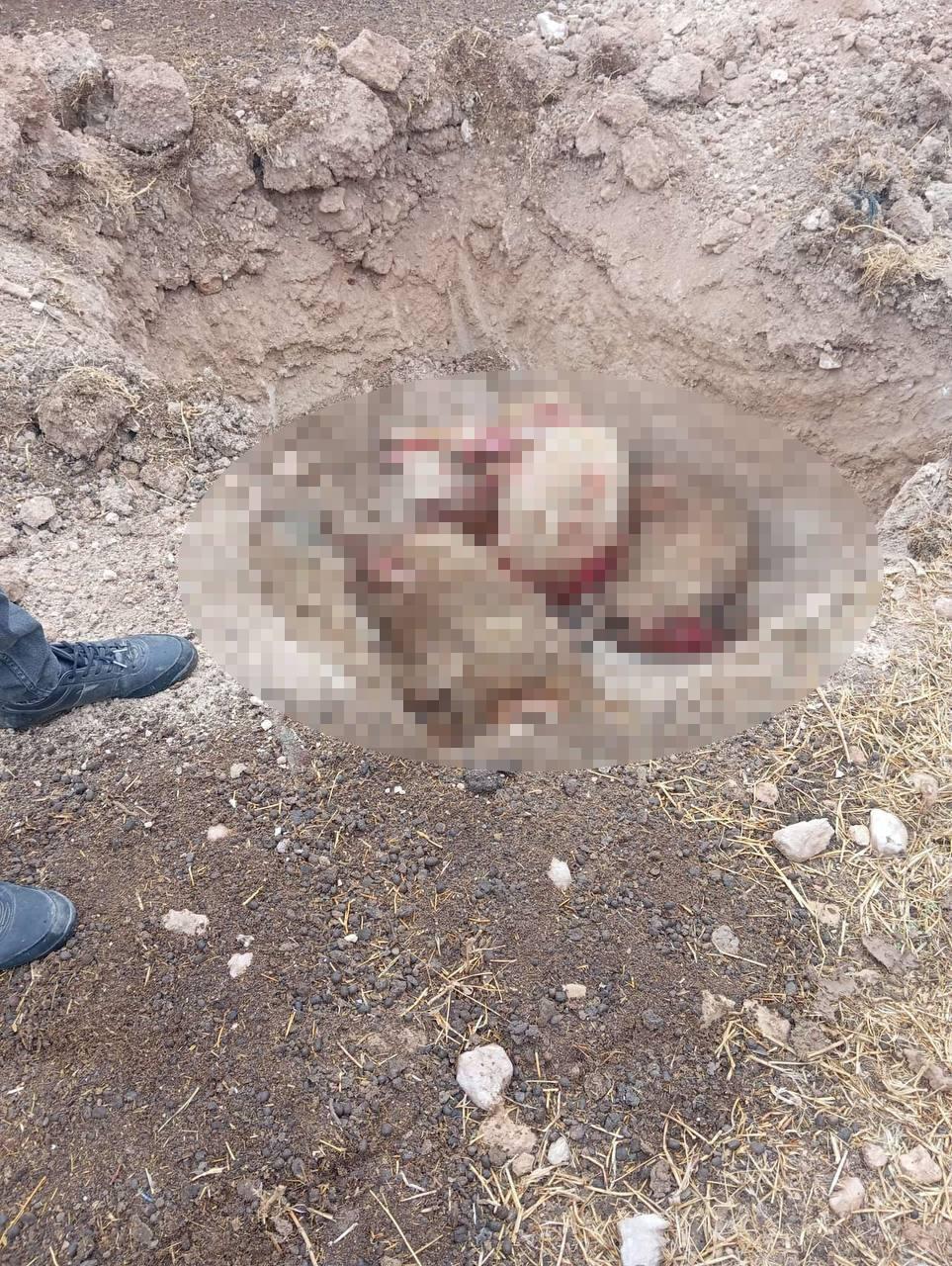 Telef olan koyunlar çukura gömüldü.