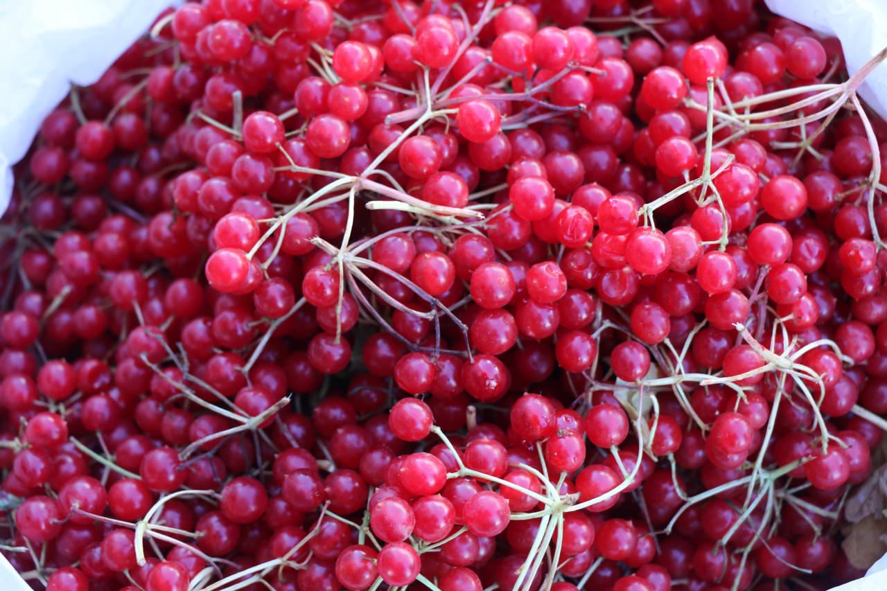 Erzincan'ın özellikle yüksek kesimlerinde doğal olarak yetişen ve sonbahar aylarında hasadı yapılan gilaburu.