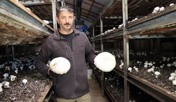 Koltuğunu bırakıp memleketine döndü! Bakanlık desteğiyle mantar üretim çiftliği kurdu