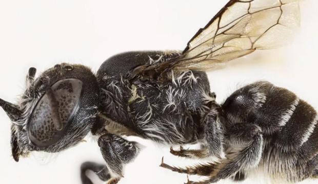 Avustralya’da şeytan boynuzlu yeni arı türü keşfedildi