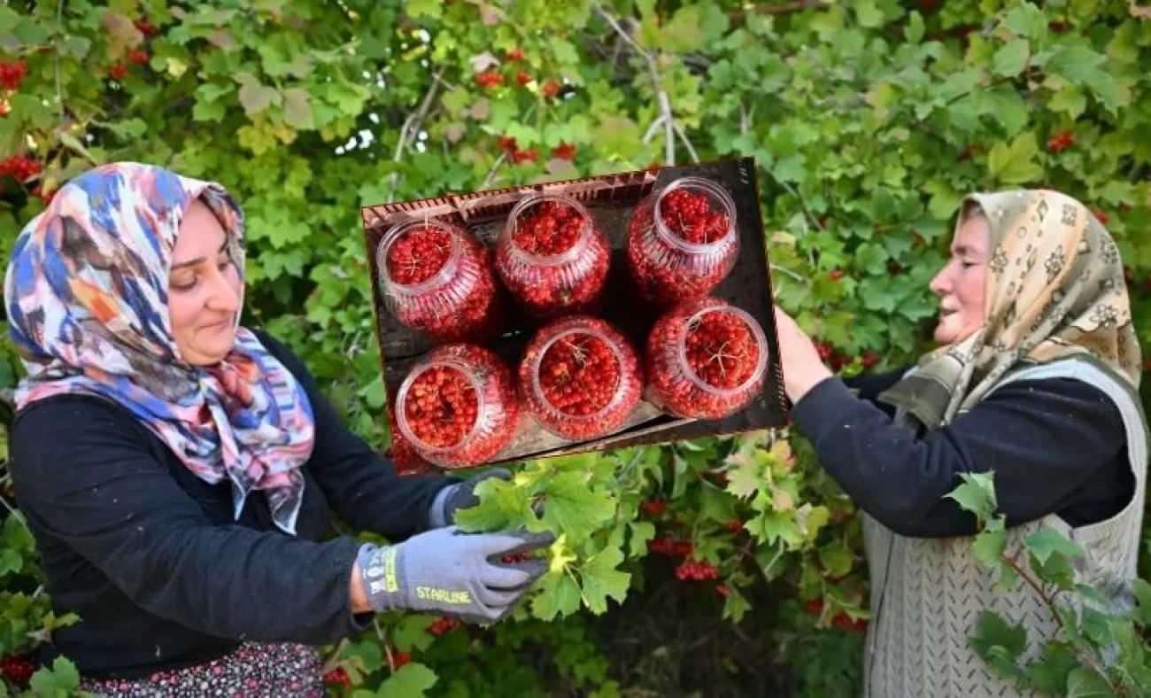 Az masraflı çok kazanç: Gilaburu meyvesi faydaları saymakla bitmiyor