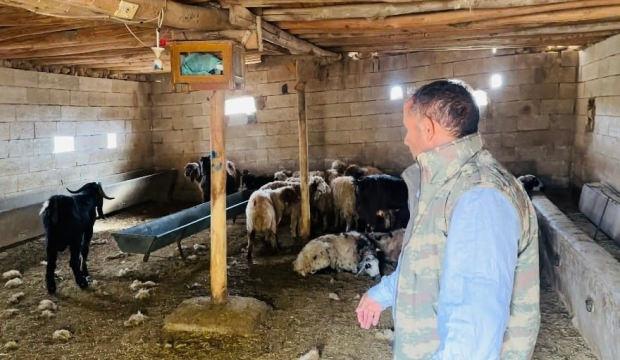  Şanlıurfa'da köpek dehşeti: Besicinin koyunları telef oldu!