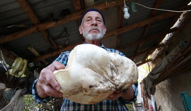 Kütahya'da dev mantar bulan Arif dede sevinçten havalara uçtu