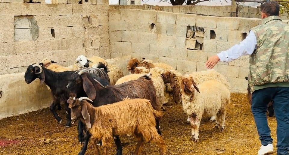 Başıboş sokak köpekleri 5 koyunu telef etti.