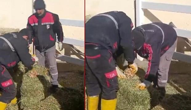 Şanlıurfa'da skandal görüntü: Yonca balyalarının arasına koydular