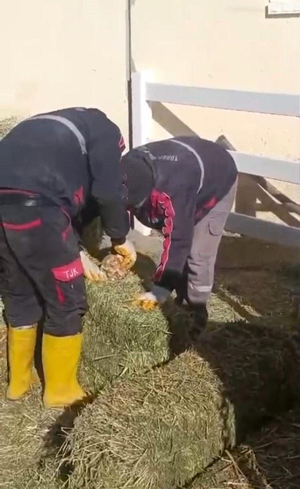 Yonca balyalarının içerisine taş koyulduğu anlar.