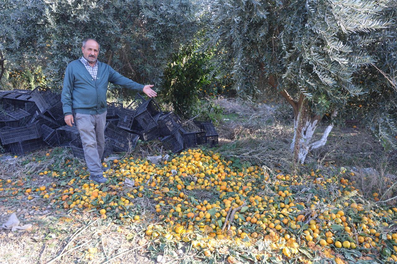 Satılmayan mandalinalar çiftçinin elinde kaldı. 
