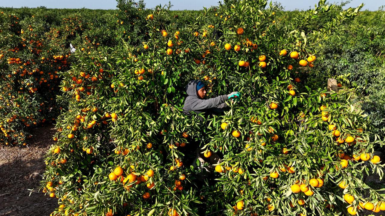 Mandalinalar 9 günlük grev nedeniyle dalında kaldı.