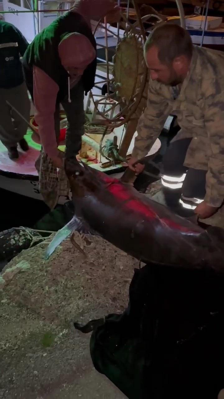 Yakalanan kılıç balığı 4 kişinin yardımıyla taşındı. 