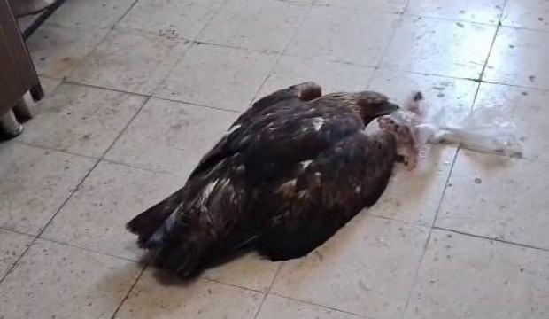 Esnafın kartala ‘kartalcık’ diye seslendiği anlar gündem oldu