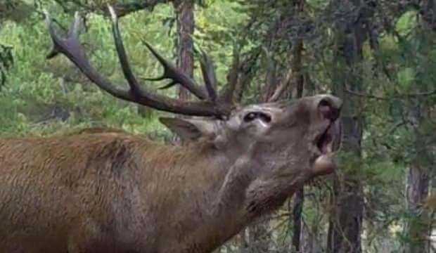 DKMP'den ilgi çeken "kızılgeyik" paylaşımı