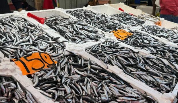 Hamsi azaldı, fiyatlar yeniden yükselişte