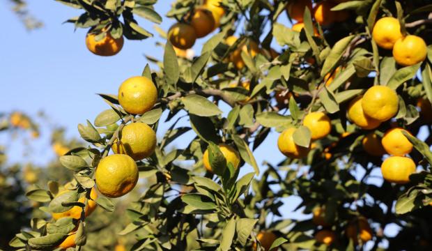 Kilosu 2 liraya kadar gerileyince tonlarca ürün ücretsiz dağıtıldı