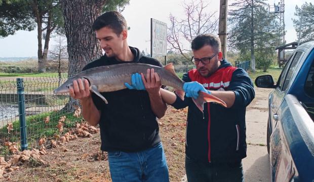 Meriç Nehri'nde yakalanan mersin balığı koruma altına alındı