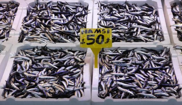 Son 35 yılın en bereketli hamsi sezonu