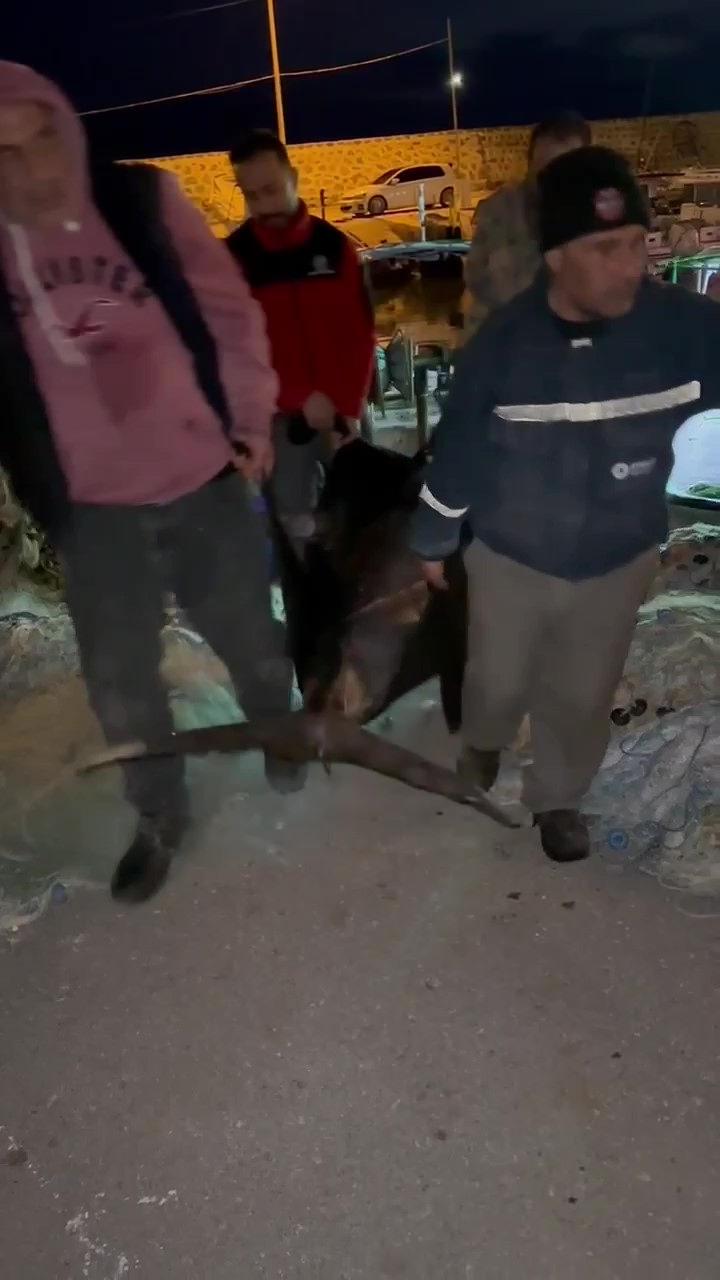 115 kiloluk balık 65 bin TL'ye satıldı. 