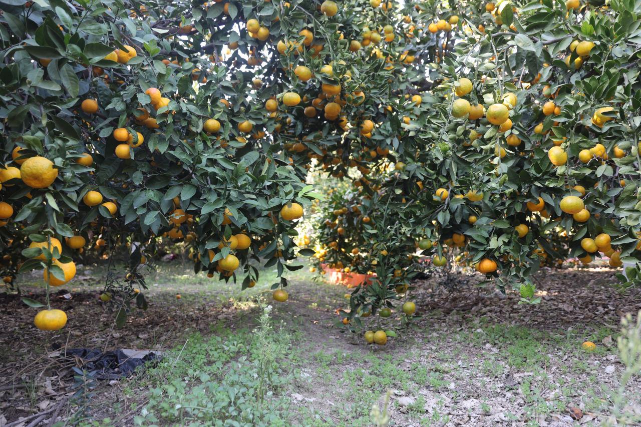 Tarlada hasat edilmeyi bekleyen mandalinalar. 