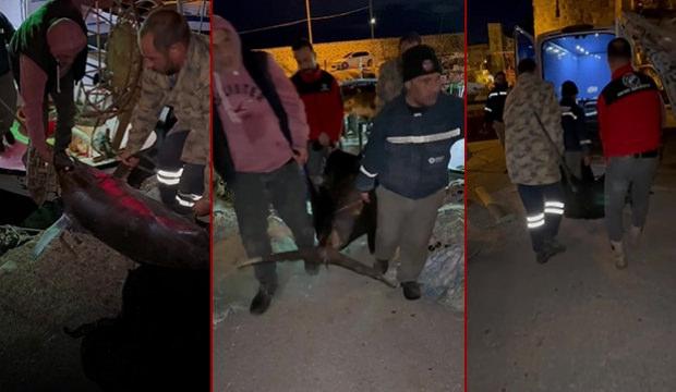 Yakaladığı kılıç balığını 4 kişi zor taşıdı! Kilosuna inanmak güç
