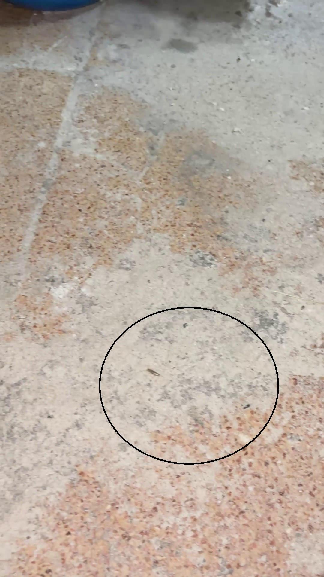 Fırında çok sayıda böcek görüldü. 