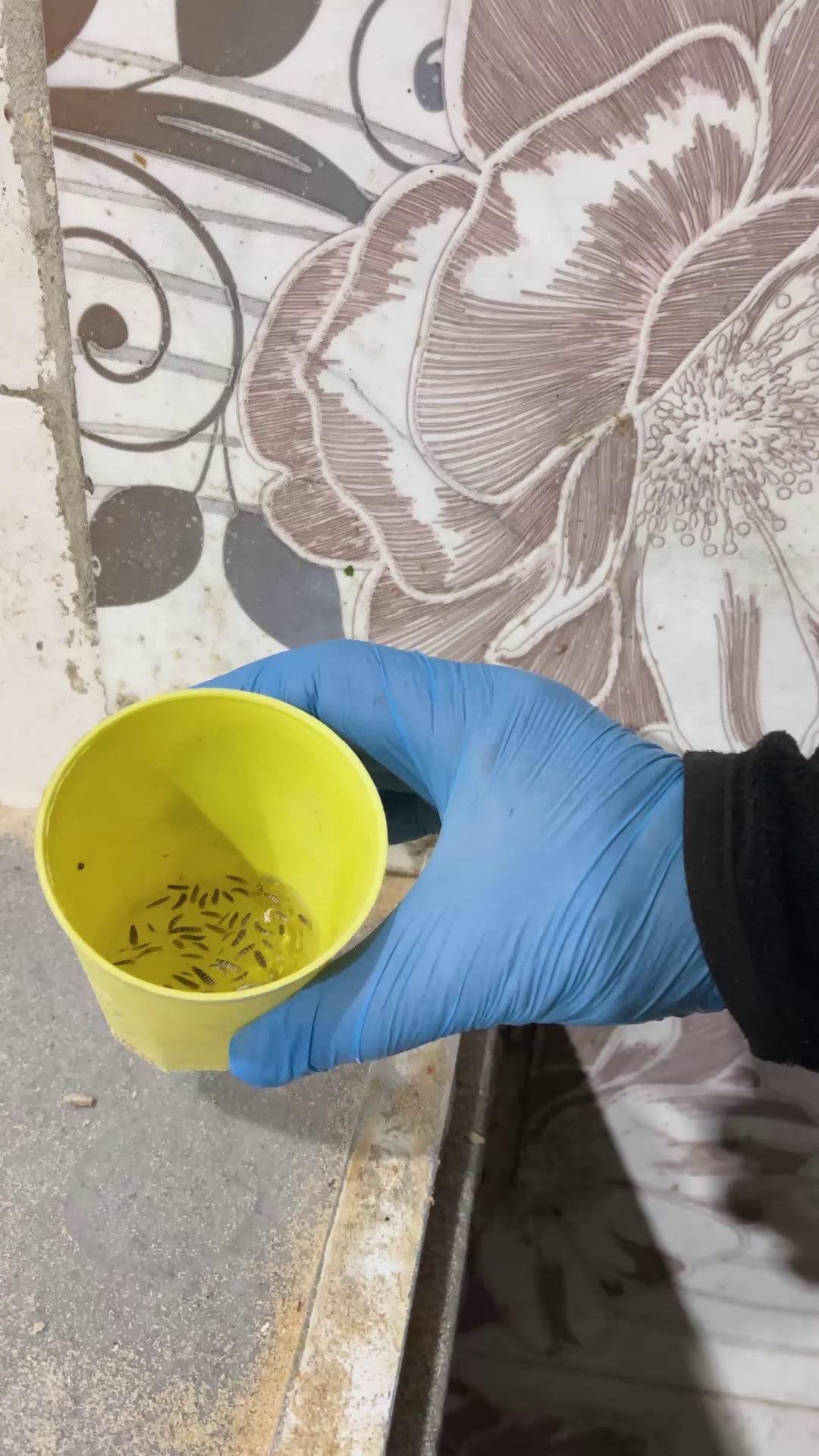 Ekiplerin bulduğu böcekler.