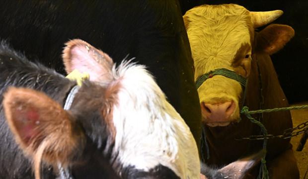 Beslediği dananın saldırısına uğrayarak hayatını kaybetti