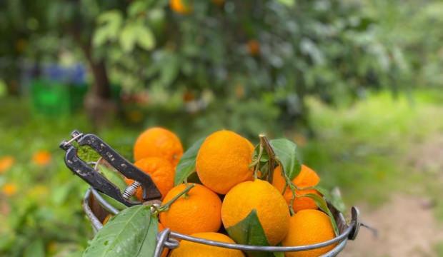 Havran mandalinasında hasat vakti