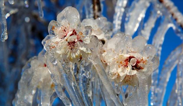 Felaketten zararsız çıktılar: Don mağduru çiftçiye 23 milyar lira ödendi