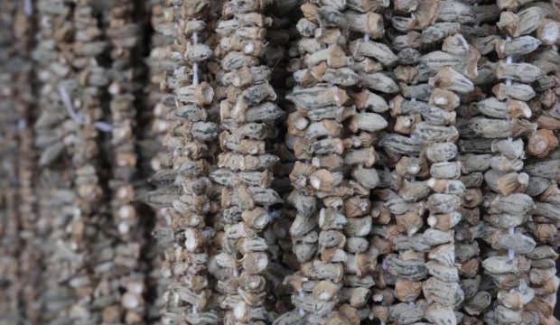 Kışın vazgeçilmezi kuru bamya 2 bin TL'den tezgahta