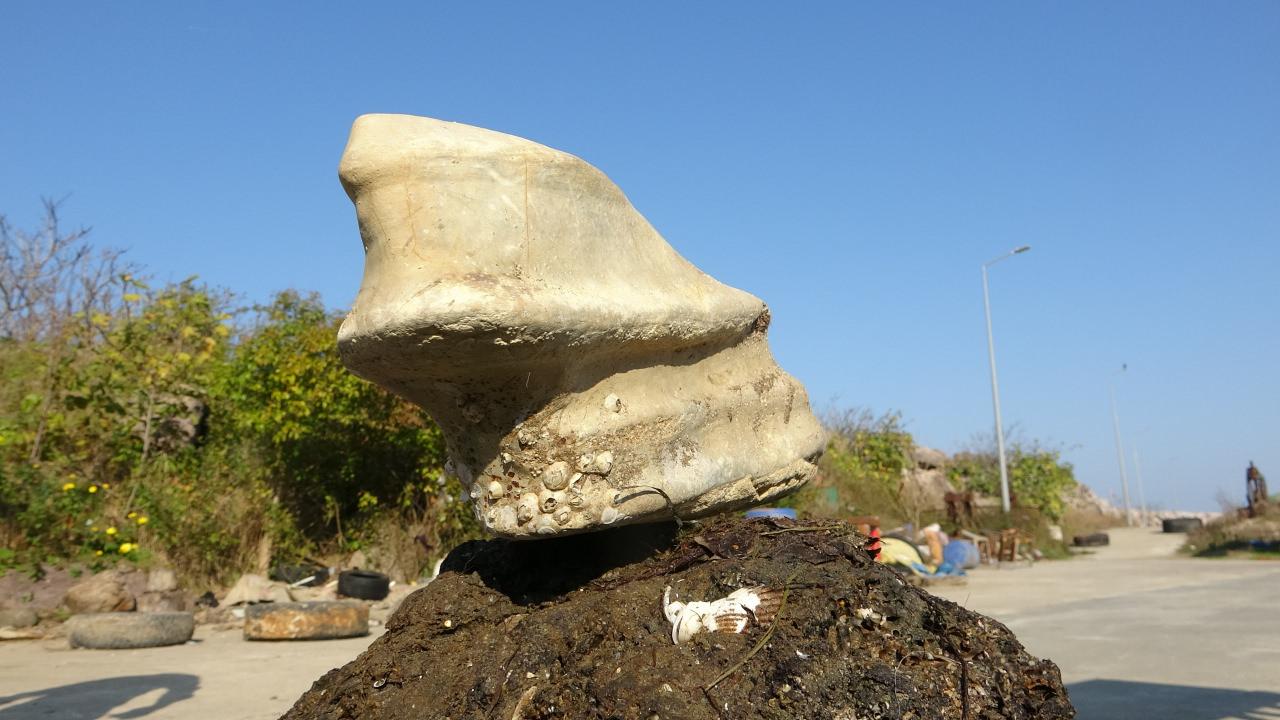 Denizden çıkan cisim