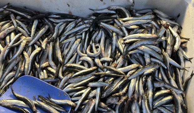 Palamut Gürcistan'a kaçınca tezgahlar hamsiyle doldu