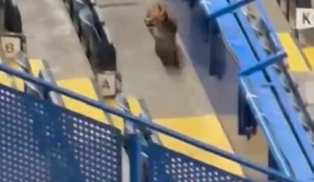 Şampiyonlar Ligi maçı öncesi dünya devinin stadına tilki girdi