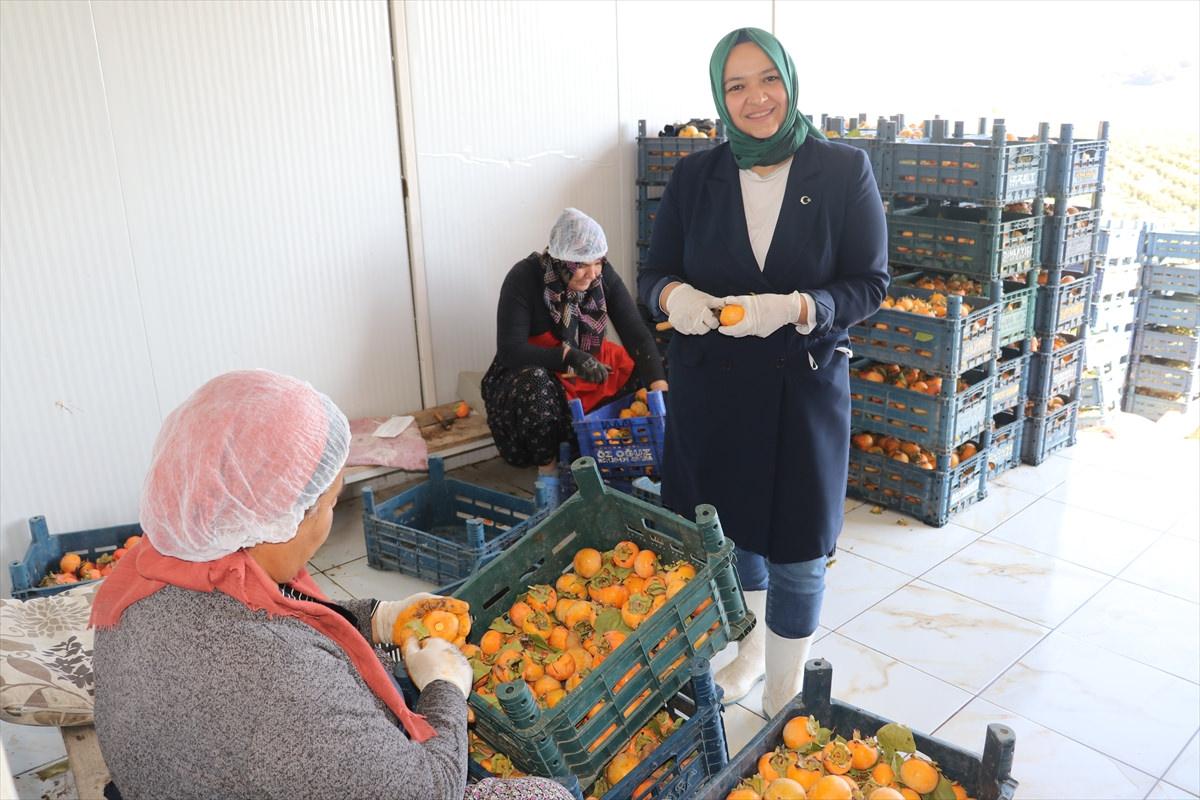 Trabzon hurması üretimi
